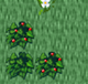 Aeryberrybush.png